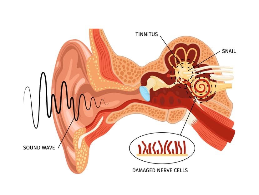 Hearing and Auditory Health