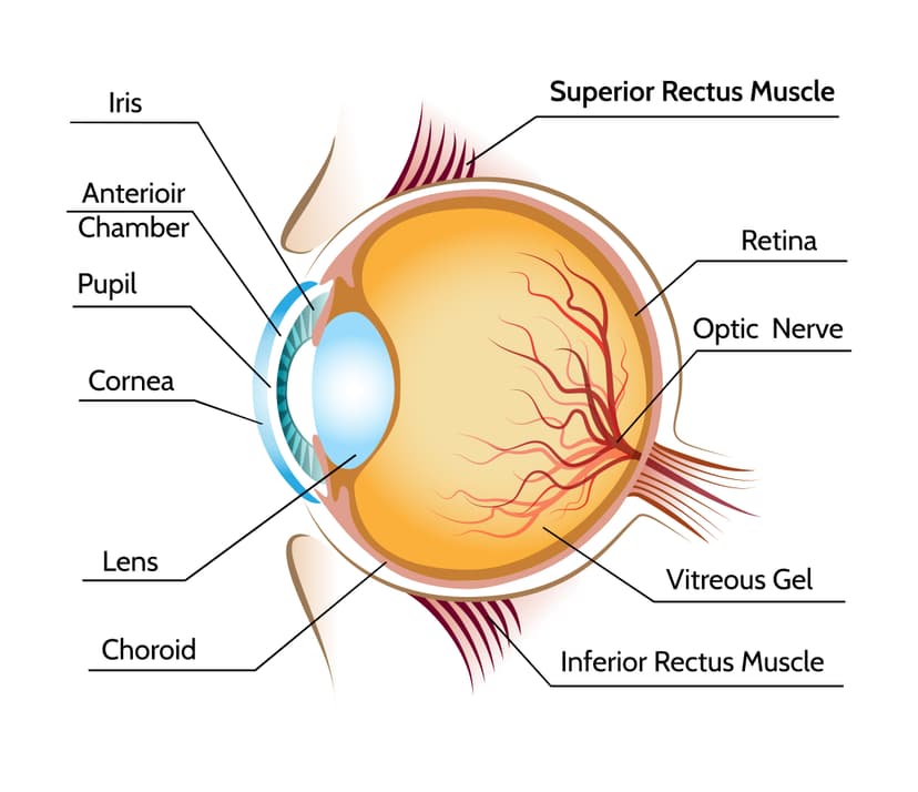 Vision and Eye Health